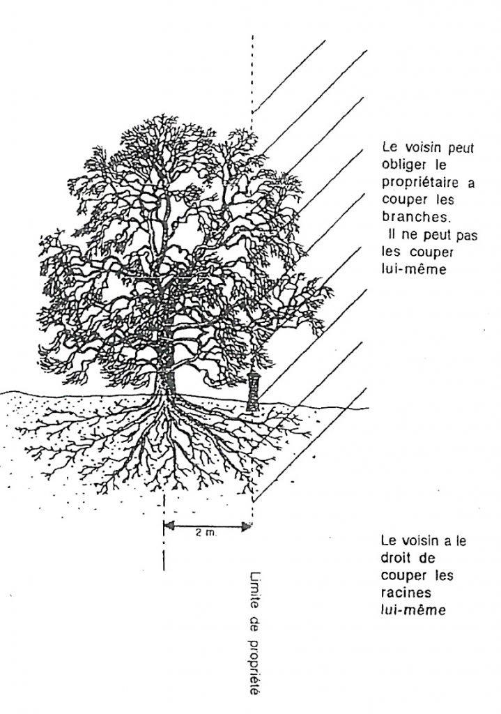 Prescription Trentenaire Arbre